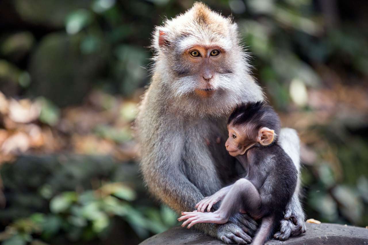 Семейство маймуни онлайн пъзел