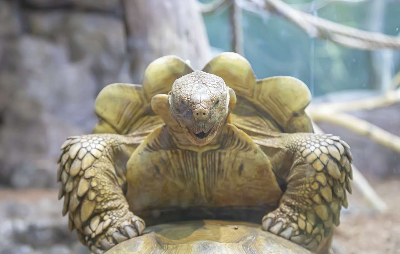 Great turtle puzzle online from photo