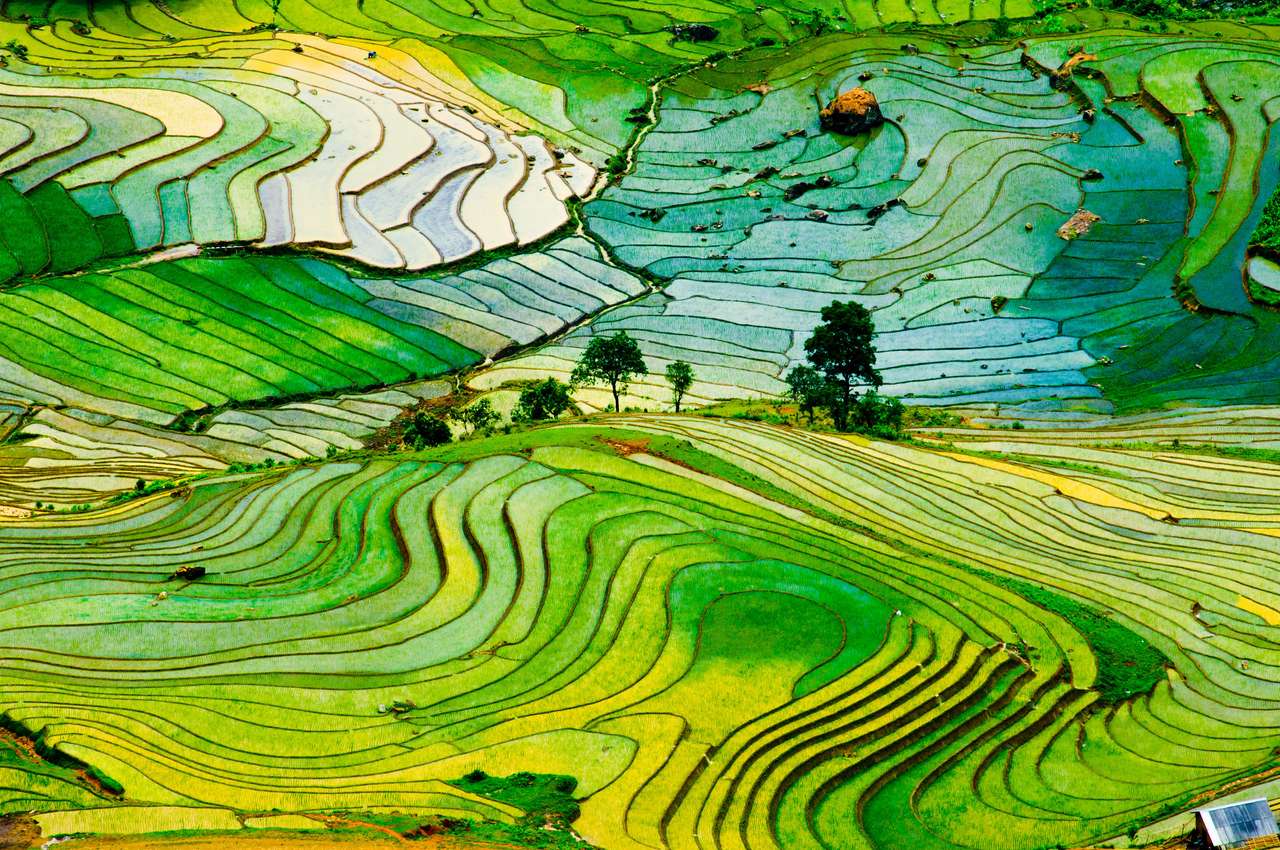 Campos de arroz puzzle online a partir de foto