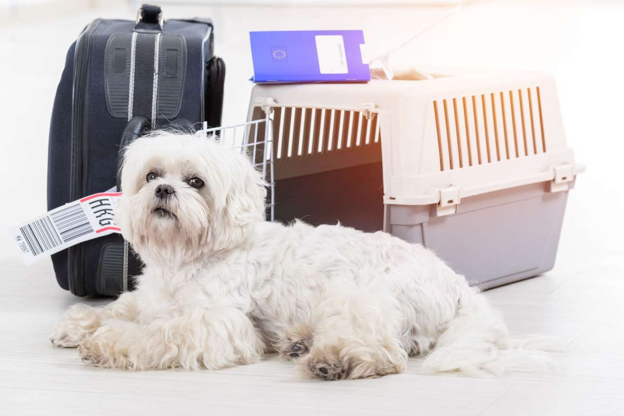 Hond op vakantie online puzzel
