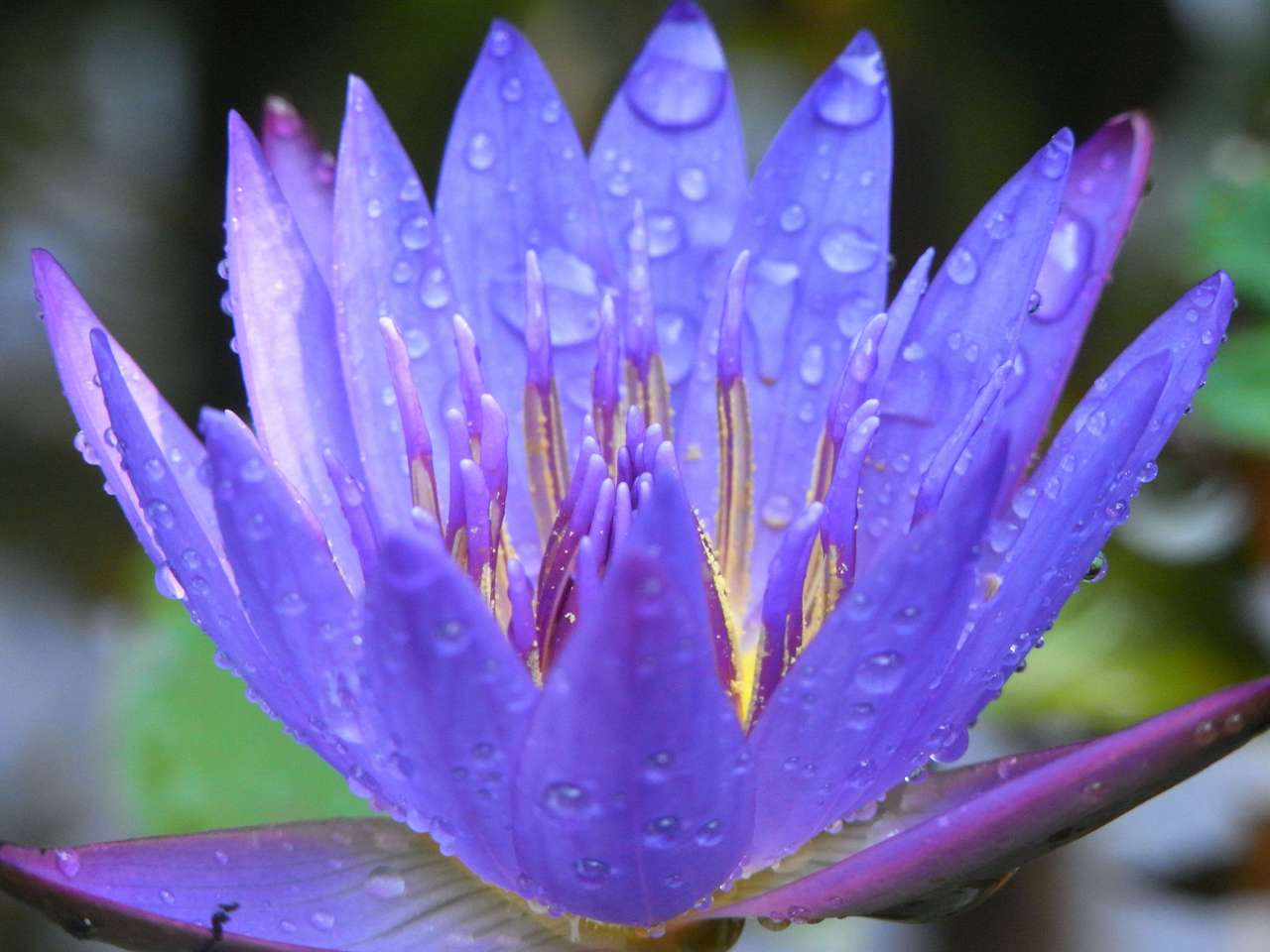 Квітка мокра від роси онлайн пазл