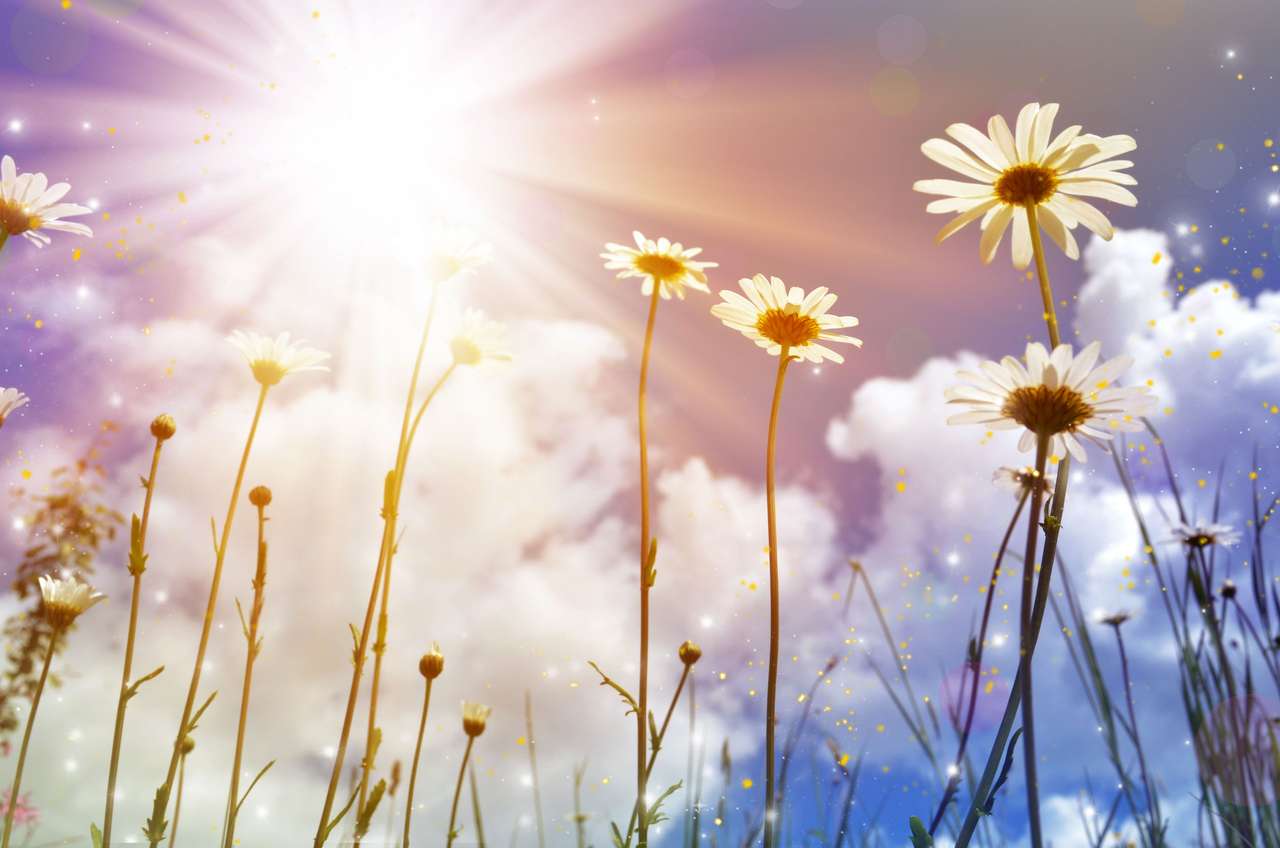 Daisies on the sky background puzzle online from photo