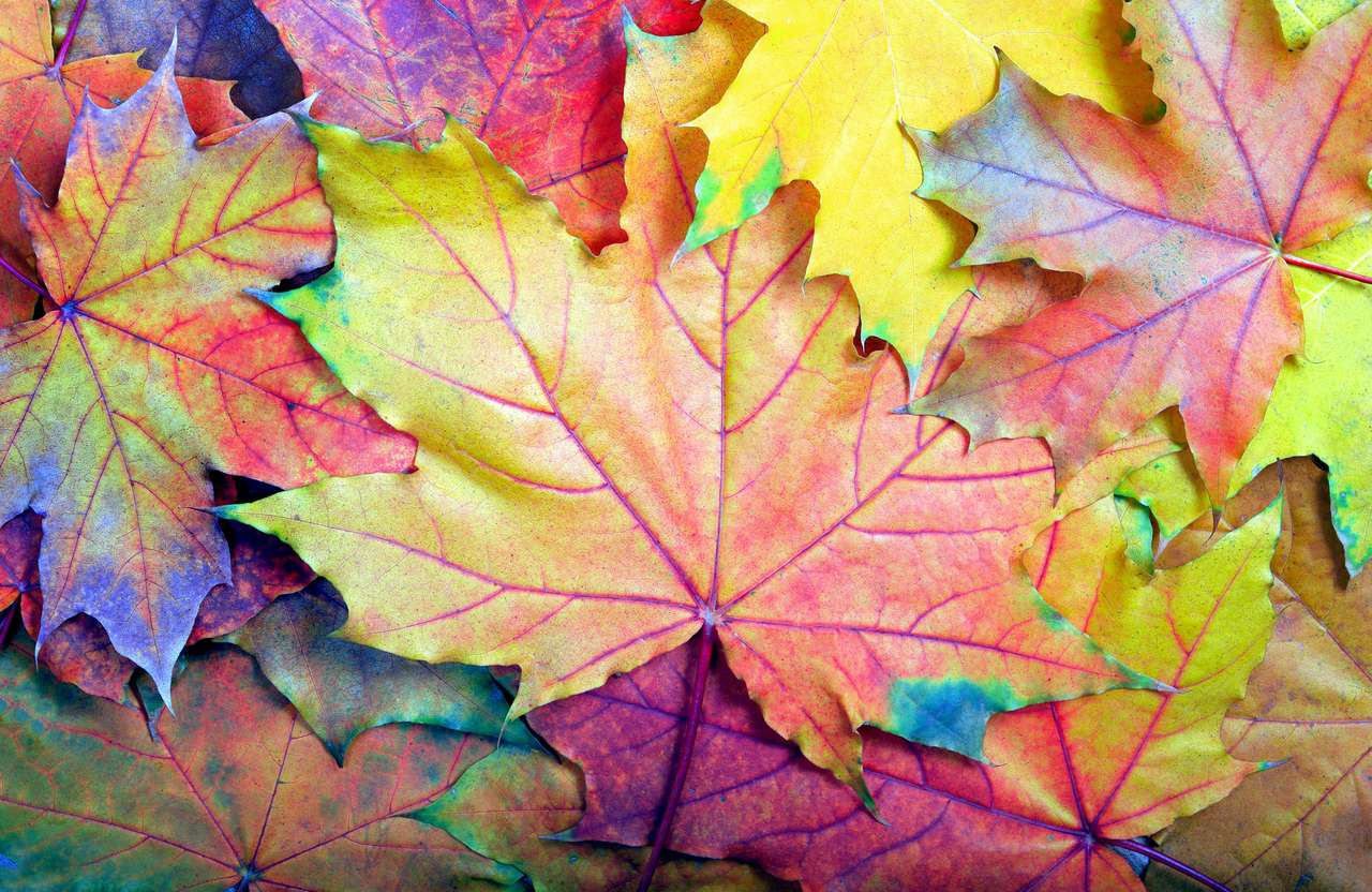 Colorful leaves puzzle online from photo