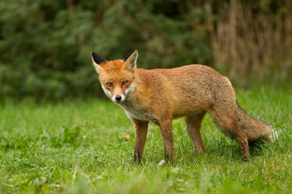 liška na trávě online puzzle