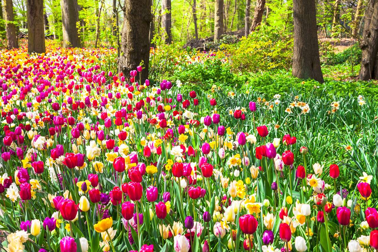 Tulipanes en colores del arco iris rompecabezas en línea