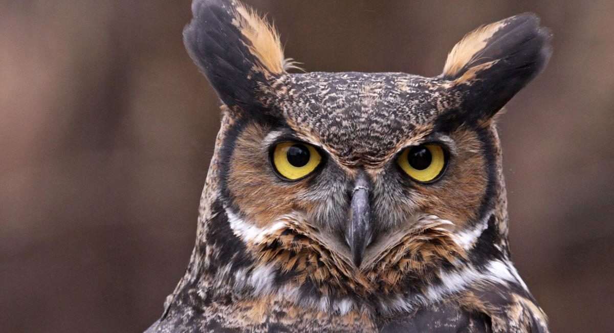 Owl Image. online puzzle