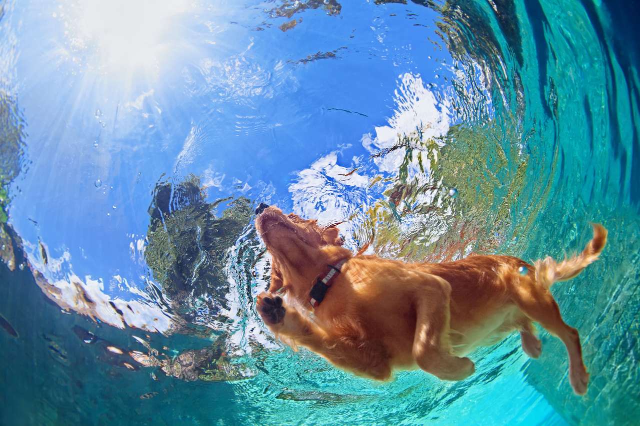 Schwimmender Hund Online-Puzzle vom Foto