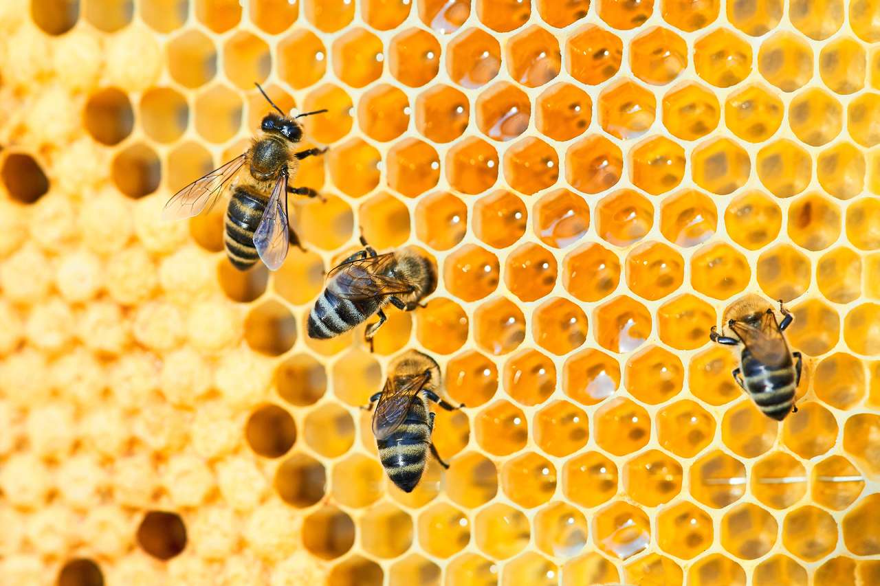 Пчелен мед онлайн пъзел