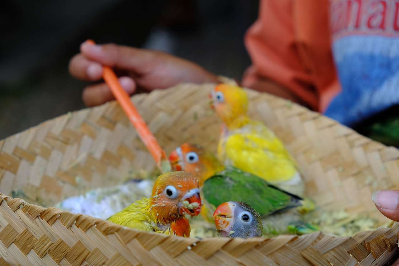 Roliga fåglar pussel online från foto