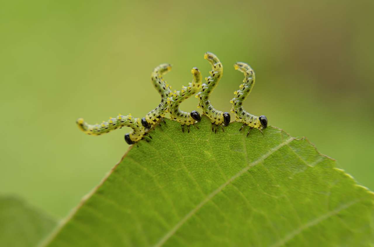 Caterpillars em um jantar puzzle online
