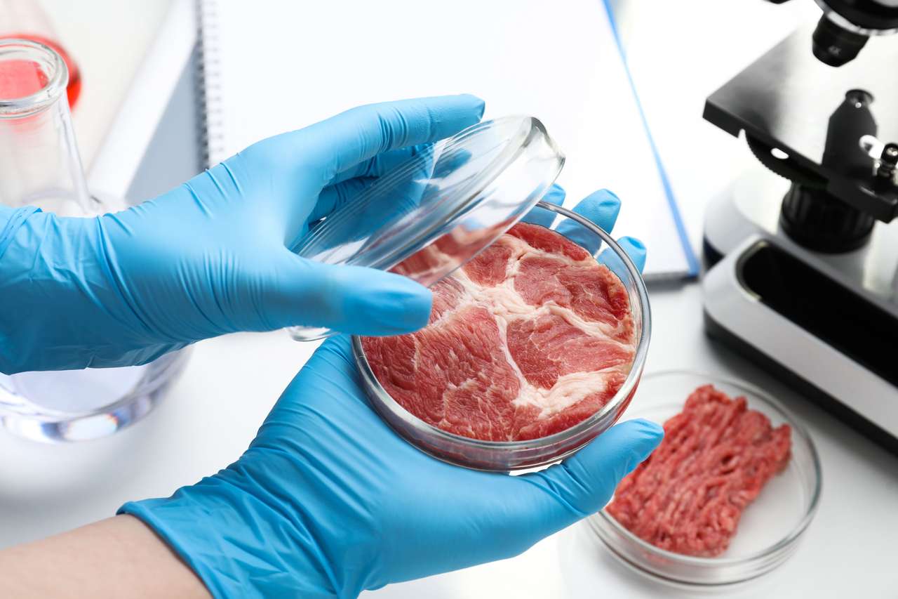 Kött från laboratoriet Pussel online