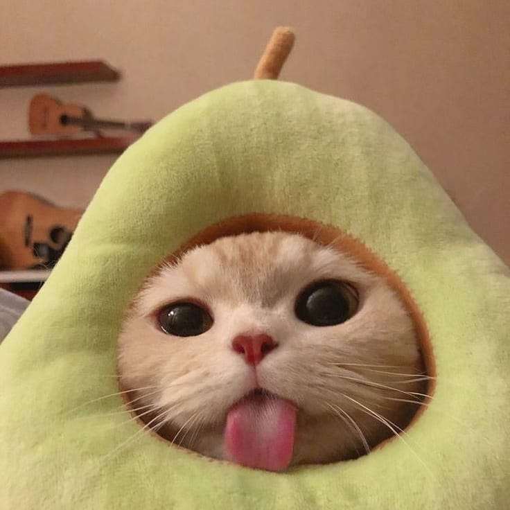 Авокадо котка онлайн пъзел