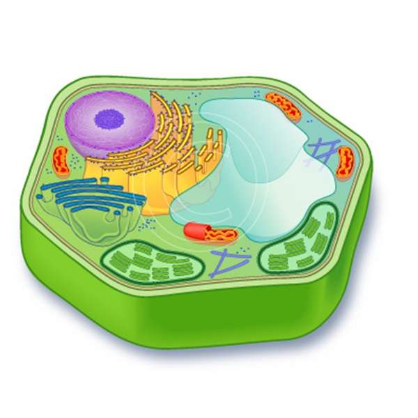 Animal cell puzzle online from photo