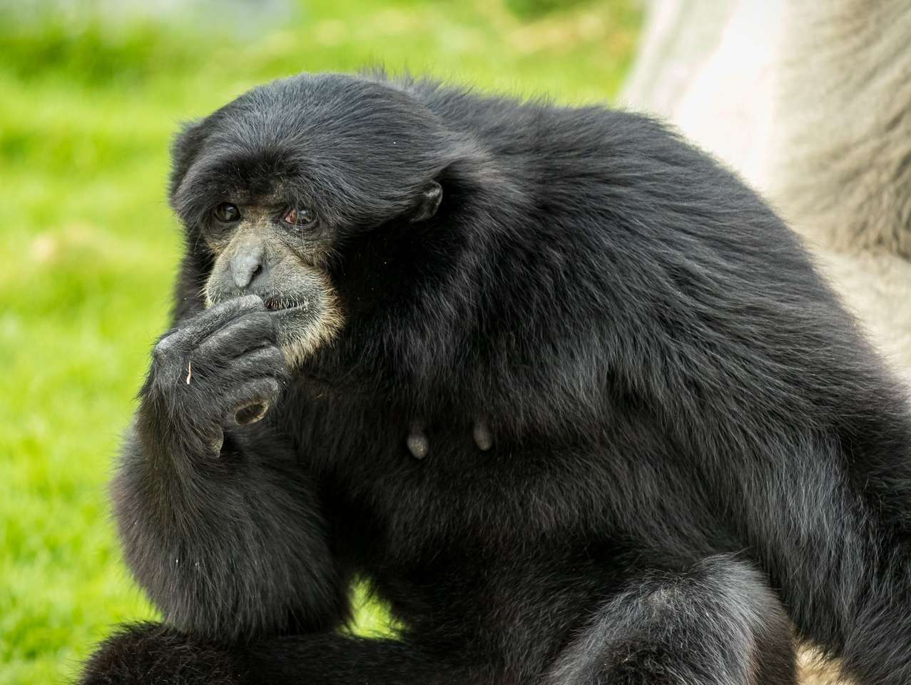Μαύρος πίθηκος παζλ online από φωτογραφία