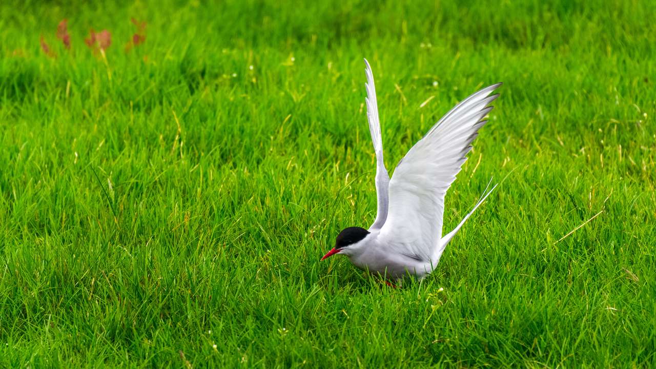 птица на траве онлайн-пазл