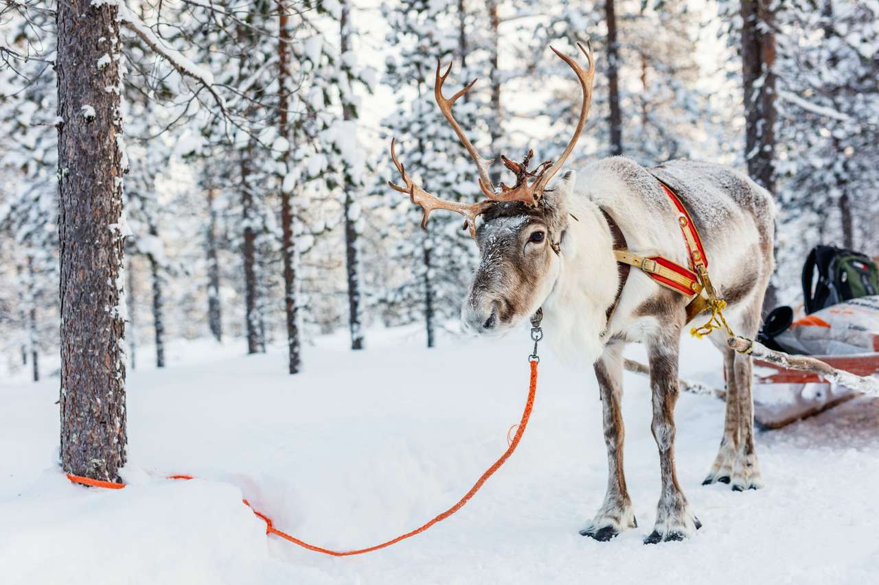 Reindeerul încă sanie puzzle online din fotografie