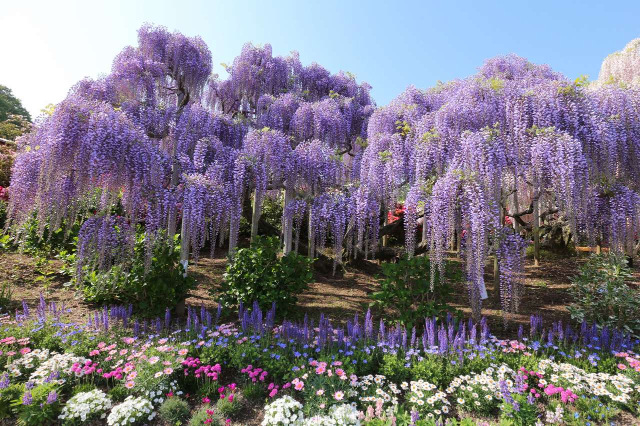 Purple trees puzzle online from photo