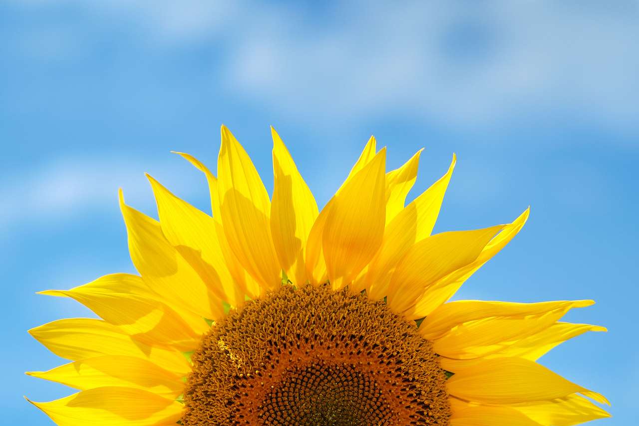 Sonnenblume auf dem Hintergrund des Himmels Online-Puzzle
