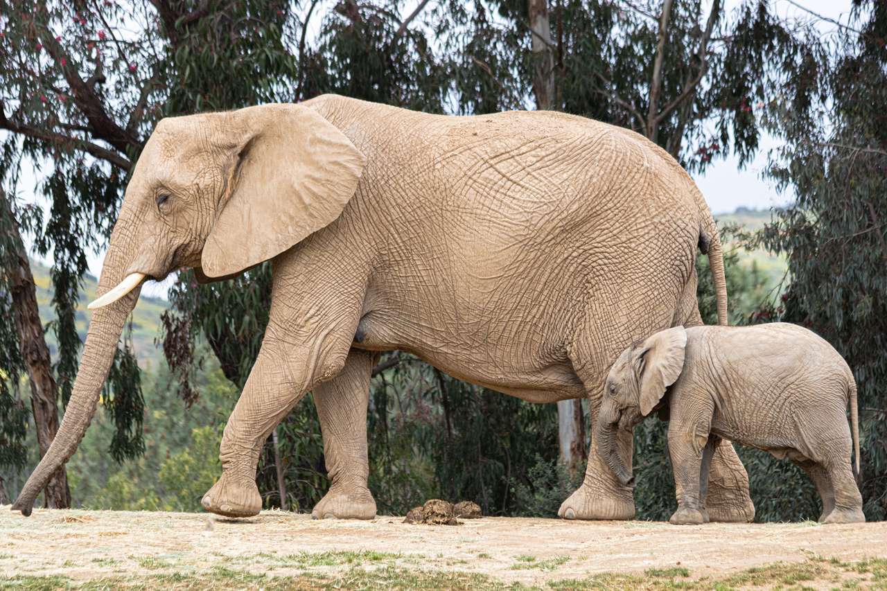 Big and small elephant puzzle online from photo