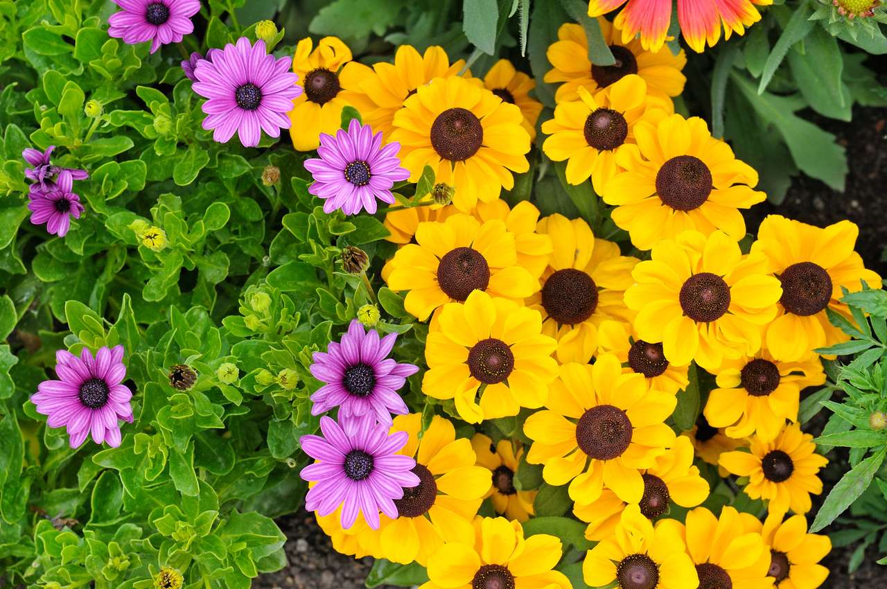 Colorful flowers puzzle online from photo