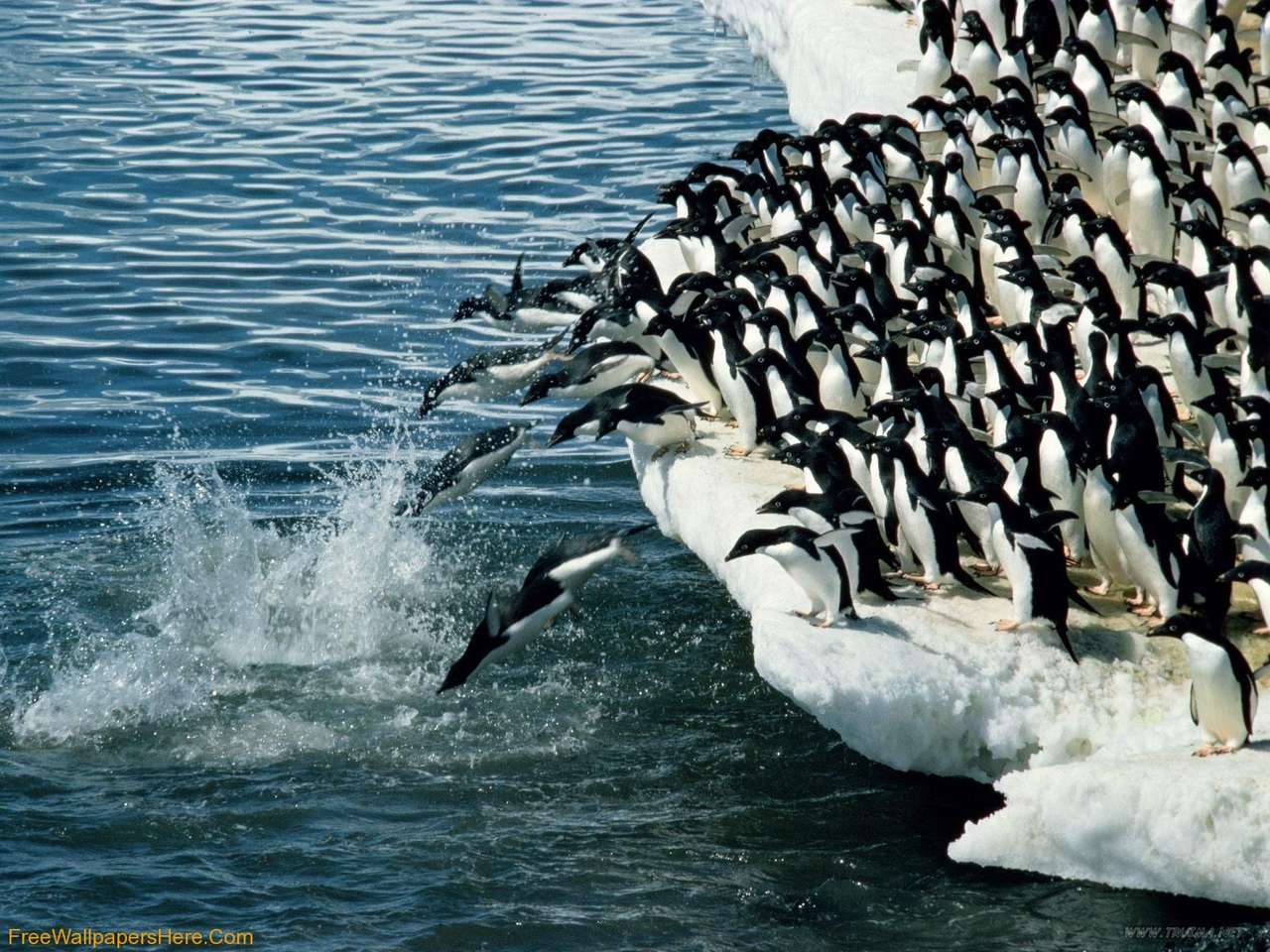 Οι πιγκουίνοι κολυμπούν online παζλ