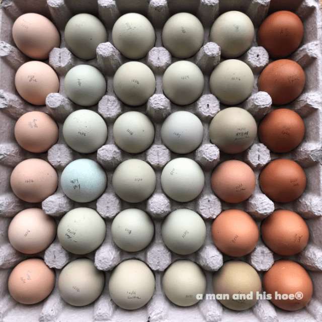 huevos para todos παζλ online από φωτογραφία