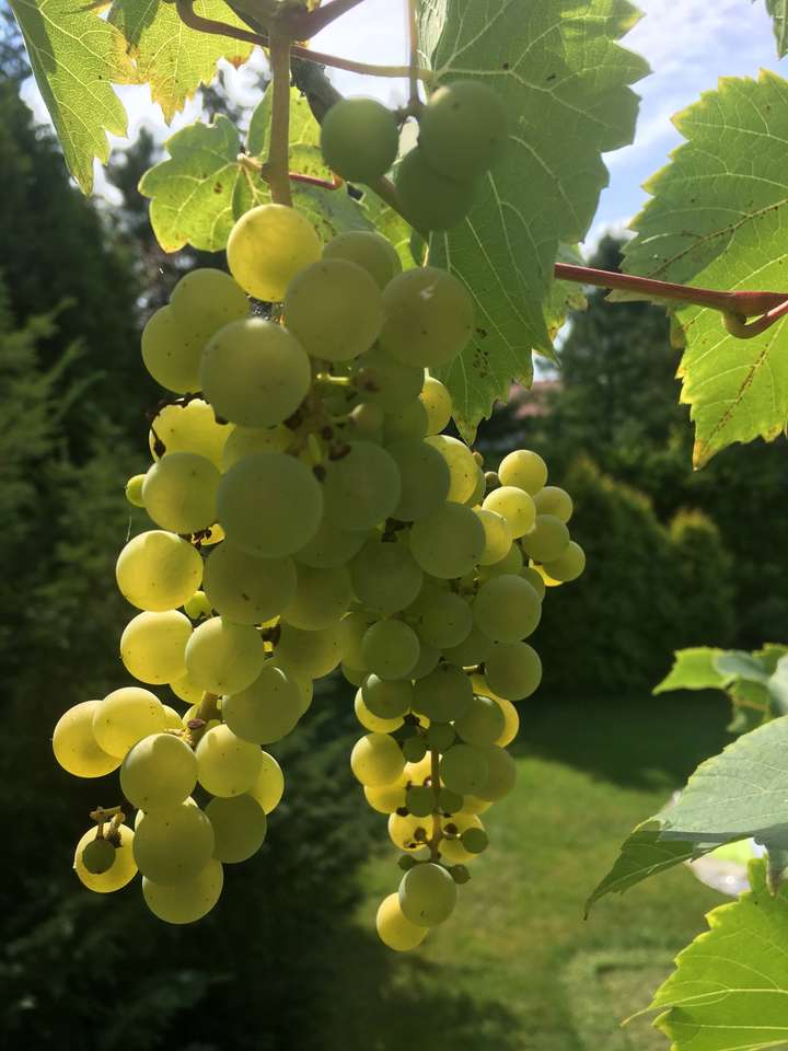 Grapes puzzle online from photo