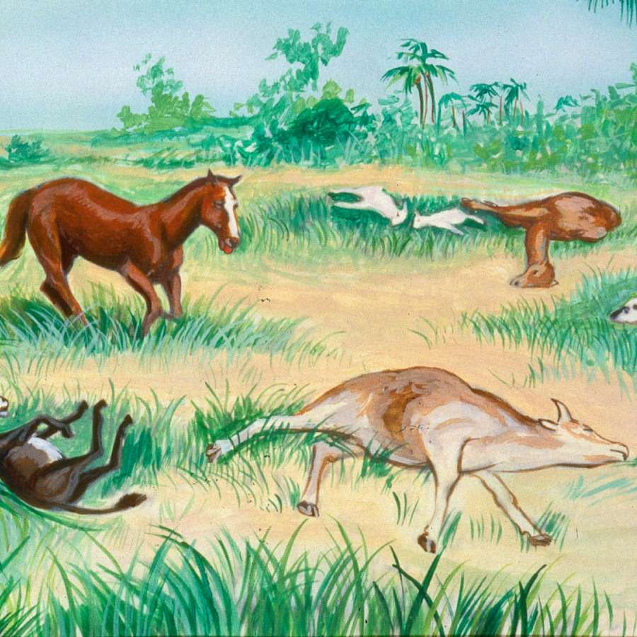 Death of the animals puzzle online from photo