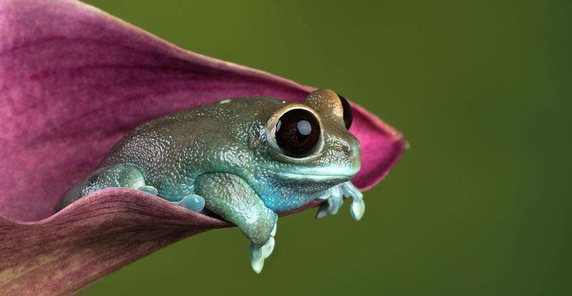 Flower Frog :) rompecabezas en línea