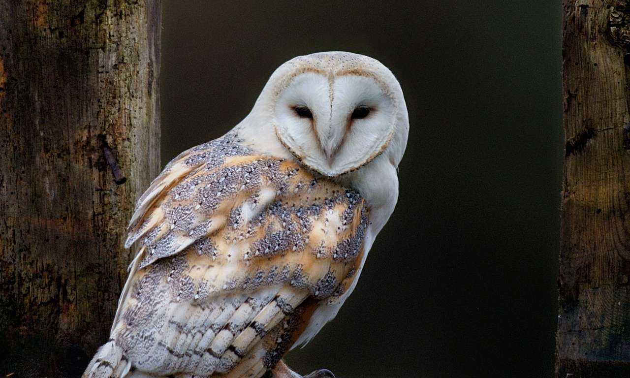 Barn Owl online puzzle
