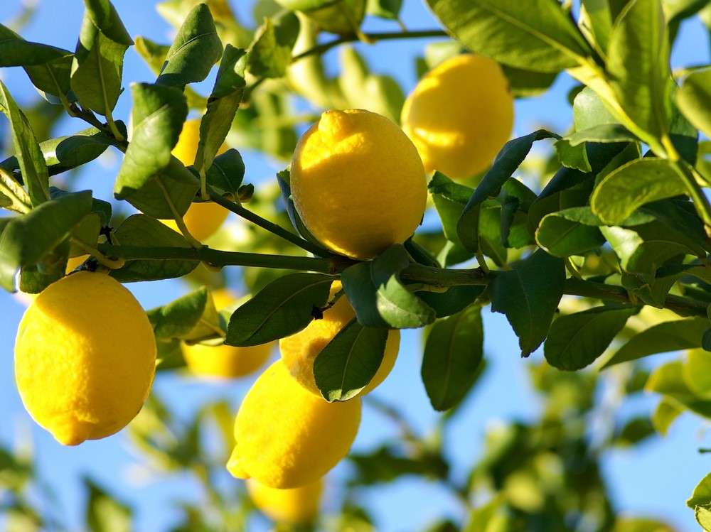 Cuando la vida te da limones puzzle online a partir de foto