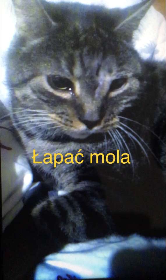 Спасяване Psaczek, улов mol! онлайн пъзел от снимка