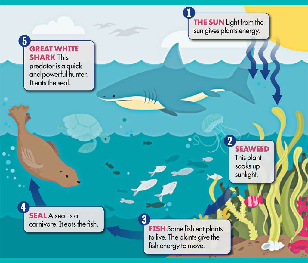 Ocean Food Chain puzzle online from photo