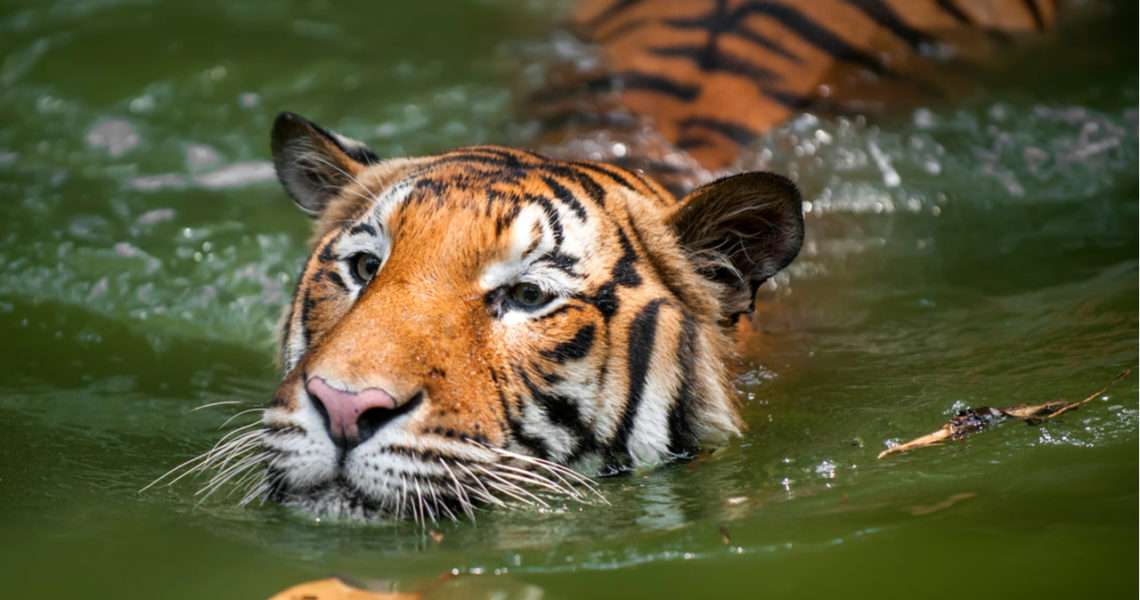 Tigru și fiu puzzle online din fotografie