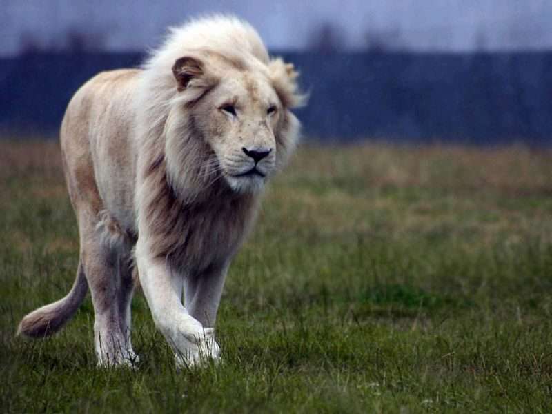 vitt lejon pussel online från foto