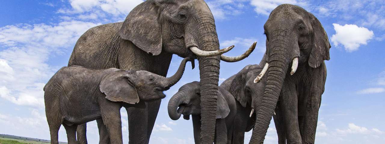 Семья слонов онлайн-пазл