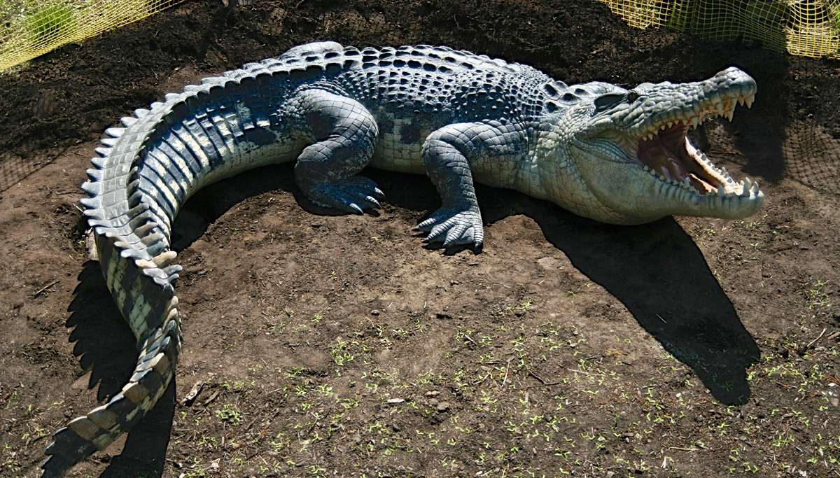 Krokodil pussel online från foto