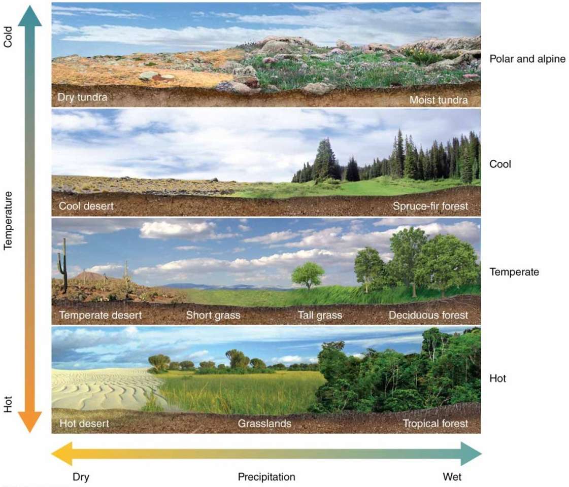Factors affecting biomes puzzle online from photo