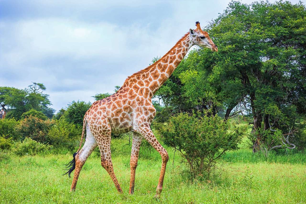 Wilde giraffe online puzzel