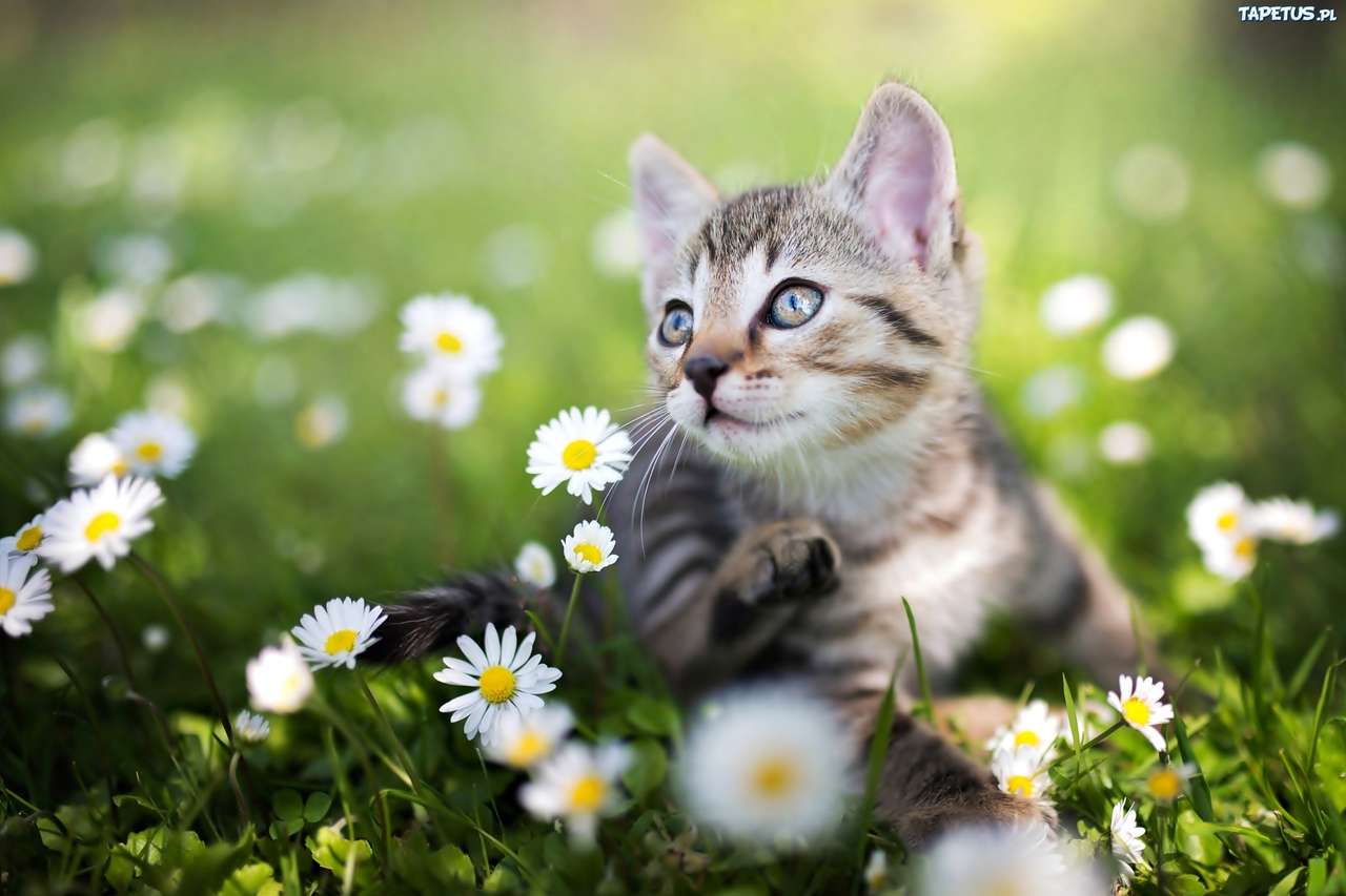 весенний котенок онлайн-пазл