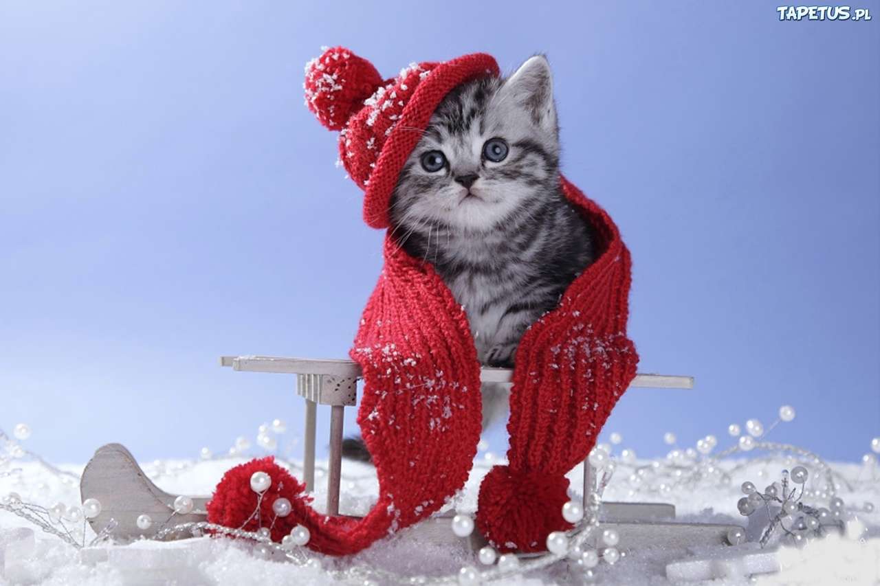 γατάκι χειμώνα παζλ online από φωτογραφία