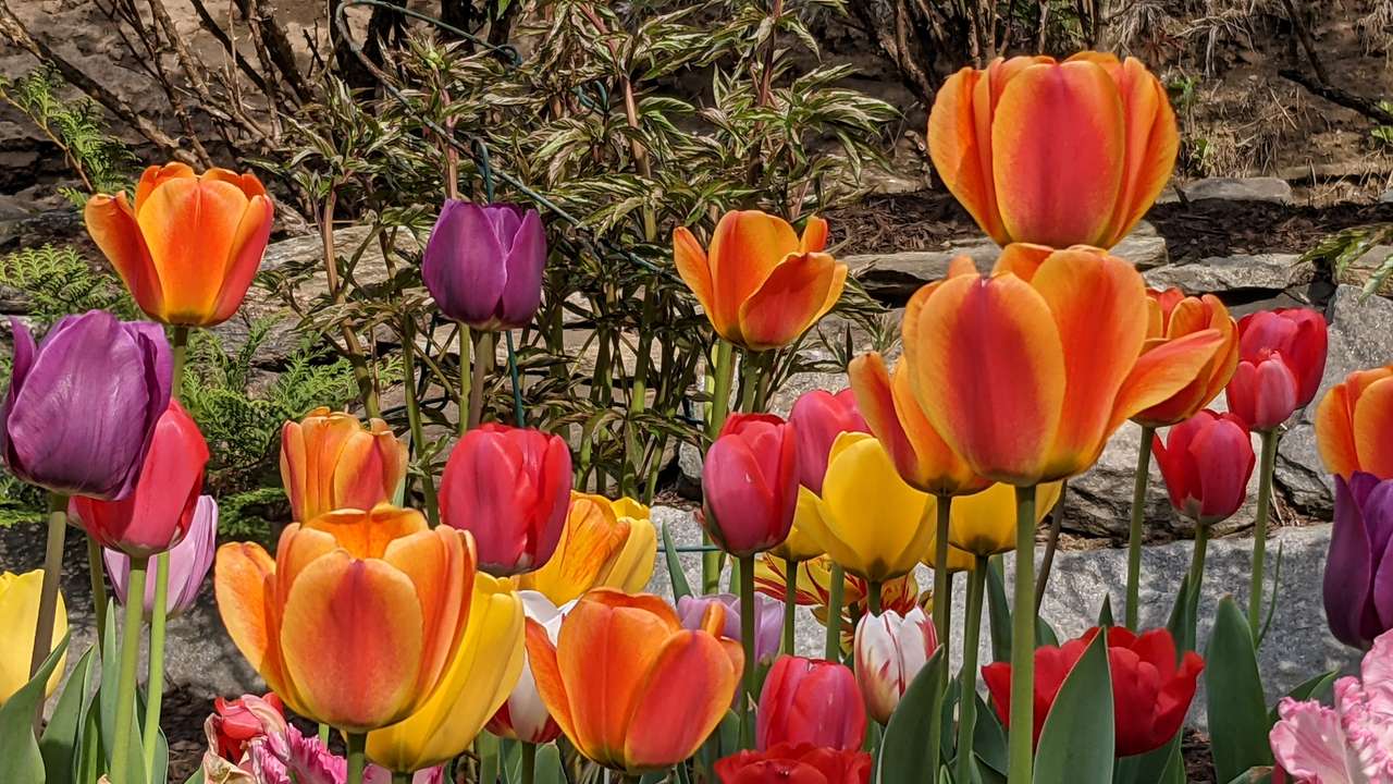 Tulips 2021 puzzle online from photo