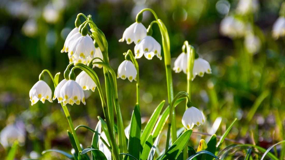 vild blomma pussel online från foto