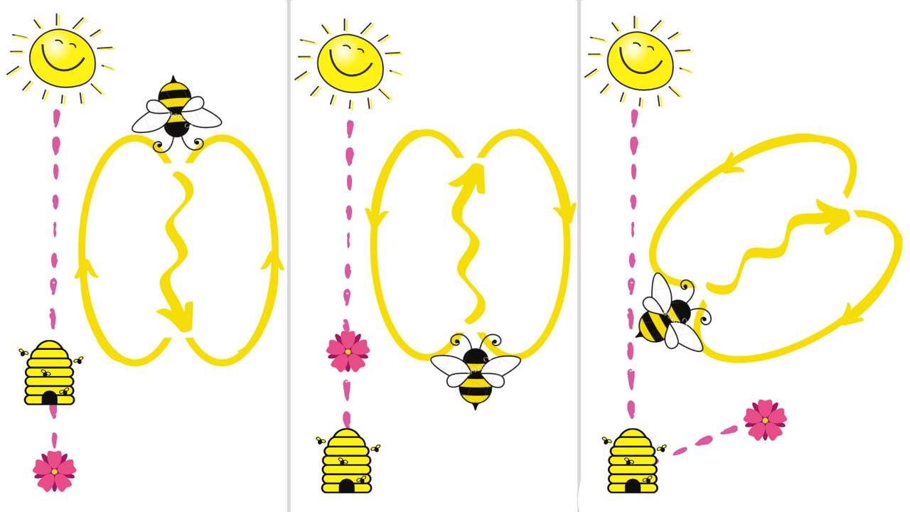 waggle dance puzzle online from photo