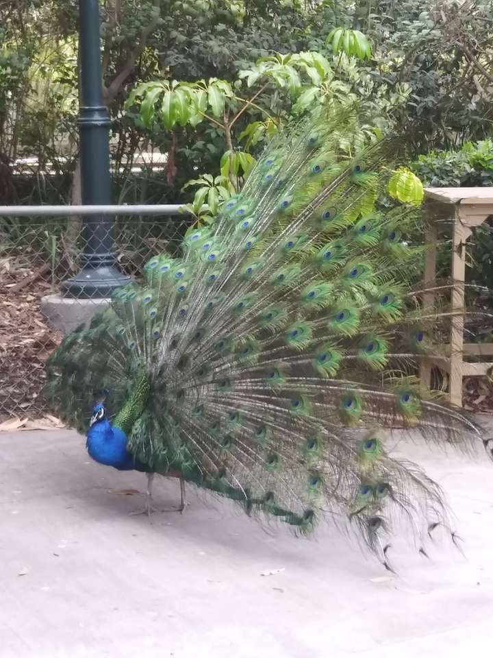Rising Peacock. онлайн пъзел