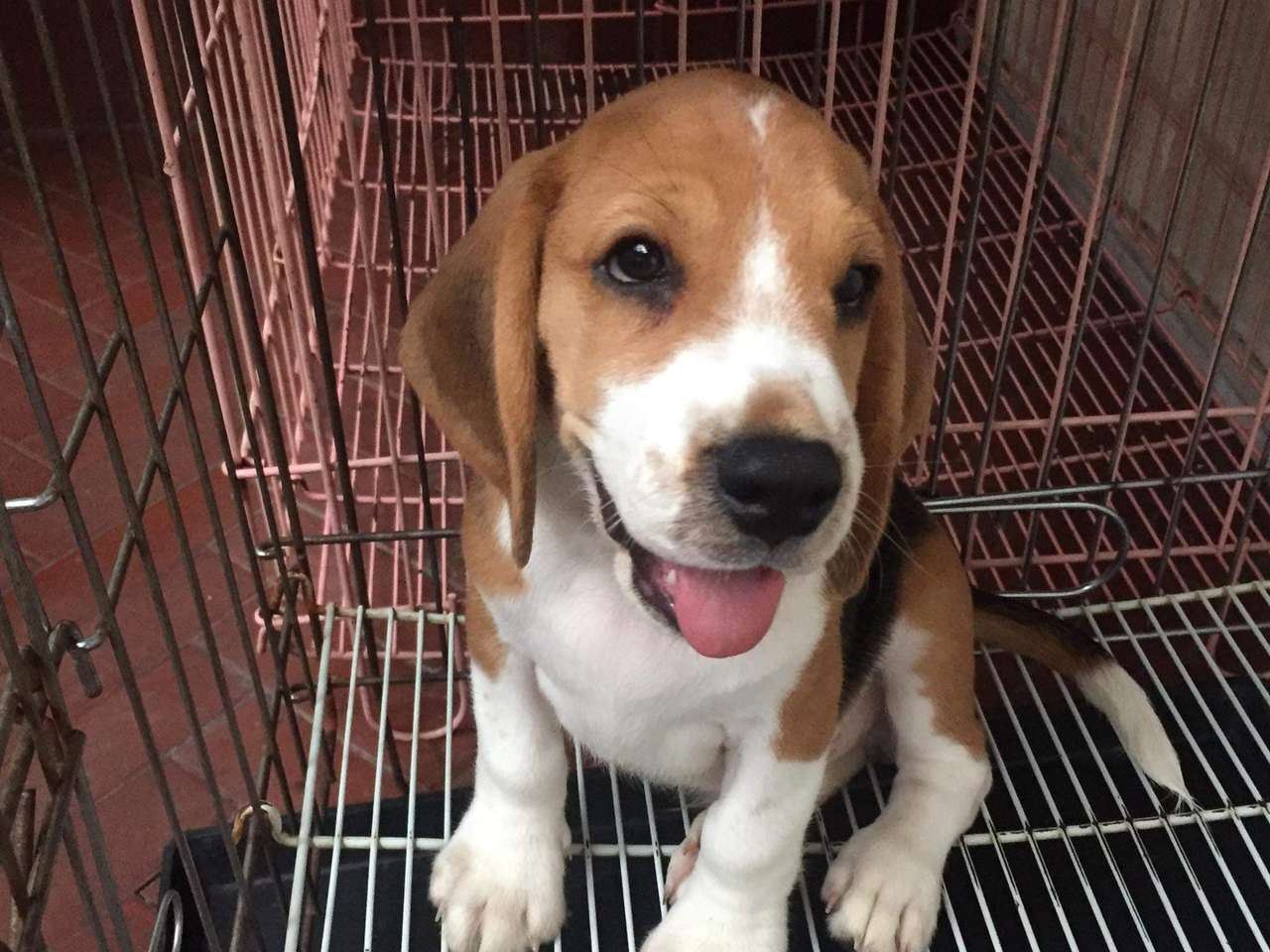 Roztomilý beagle dogo. online puzzle