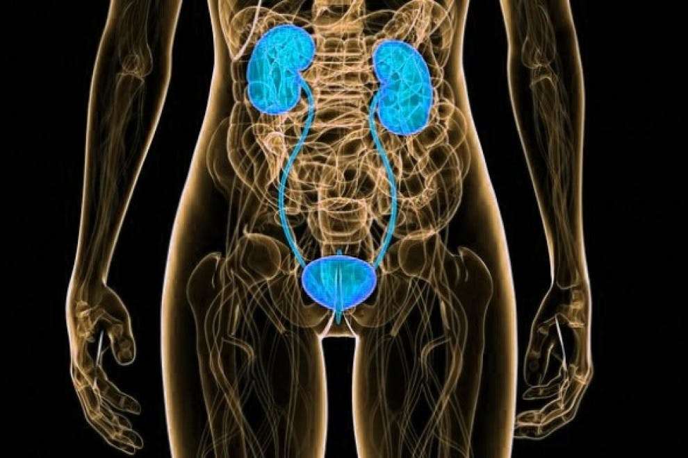 KIDNEYS IN THE HUMAN BODY online puzzle