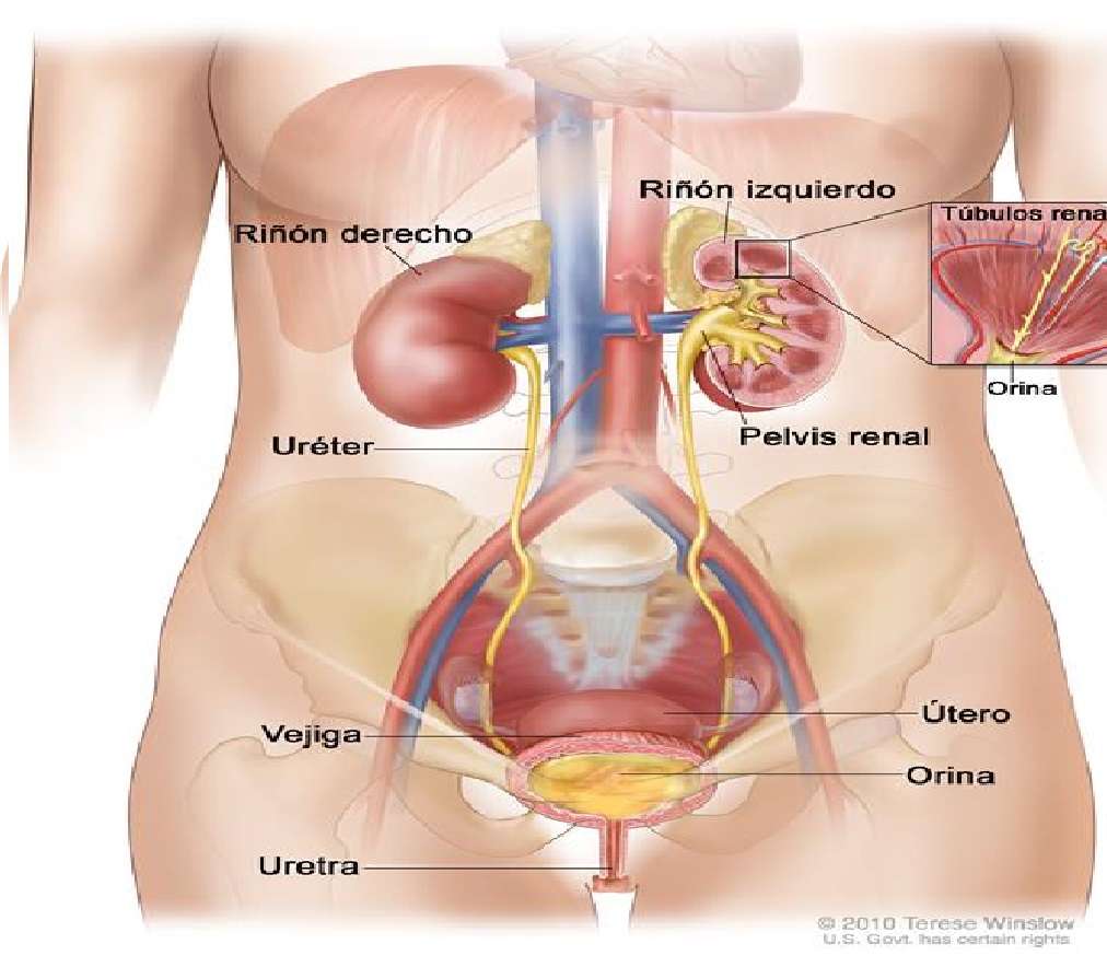 Human kidney and its parts online puzzle
