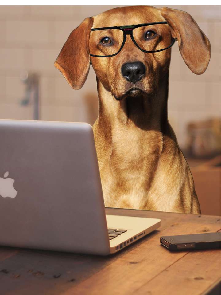 Dog working puzzle online from photo