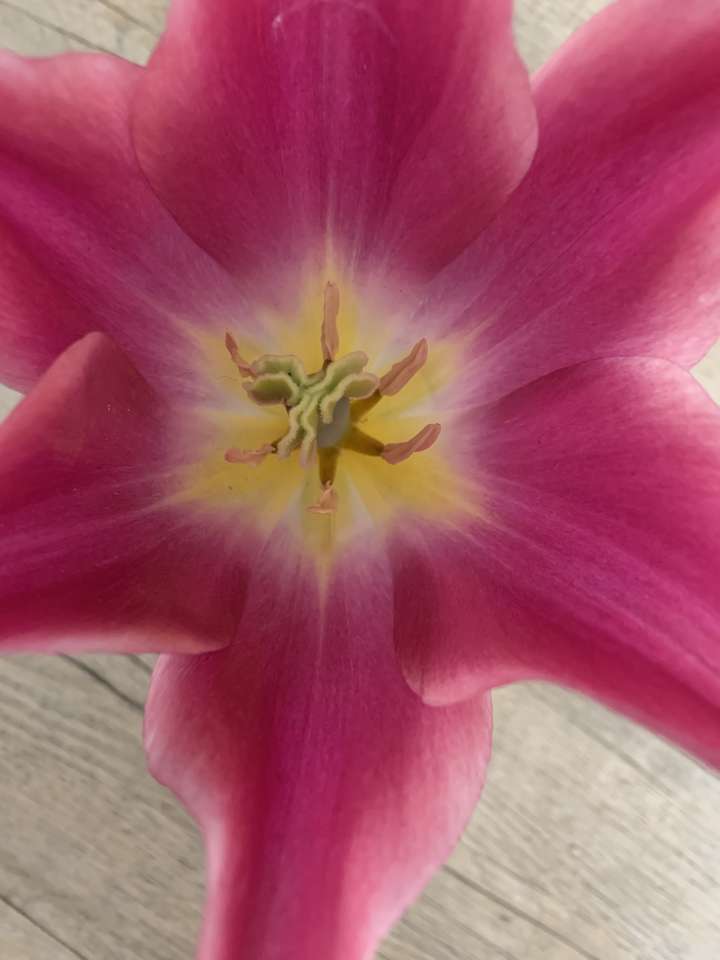 Single tulip head online puzzle